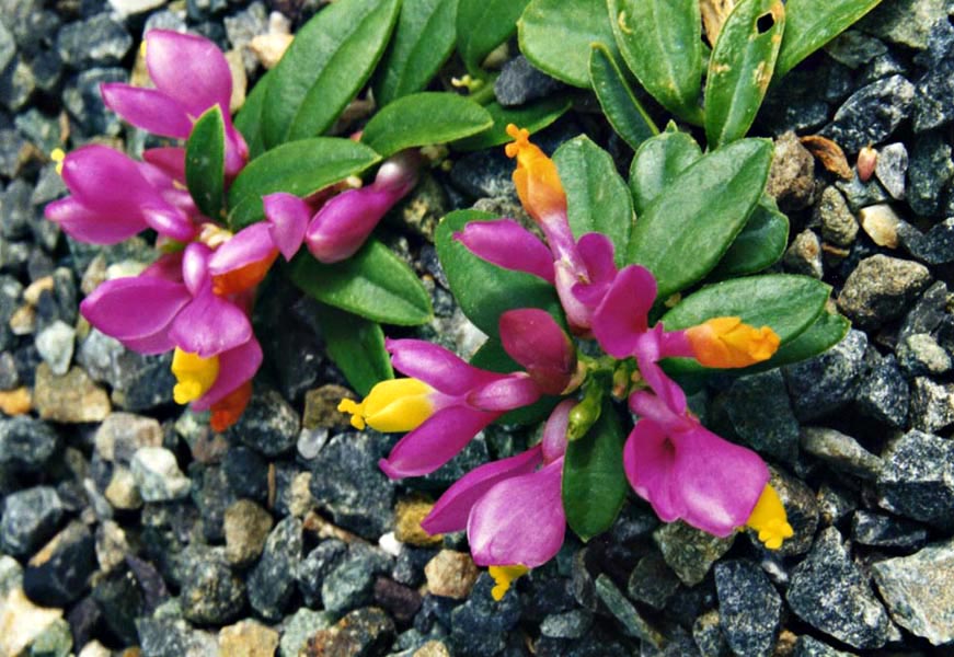 Polygala chamaebuxus en fleurs dans les sous-bois clairs des Alpes